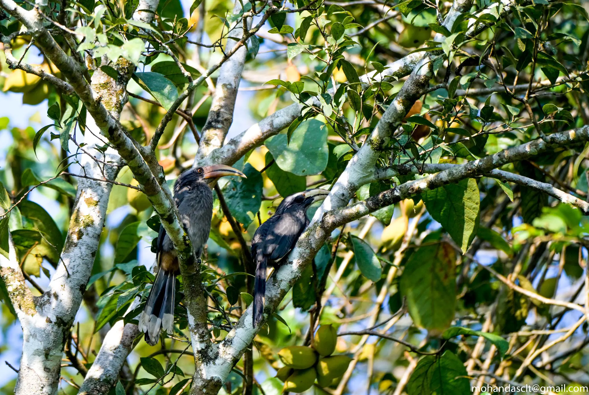 Malabar Grey Hornbill